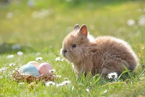 Community Easter Egg Hunt, Shopping & Food