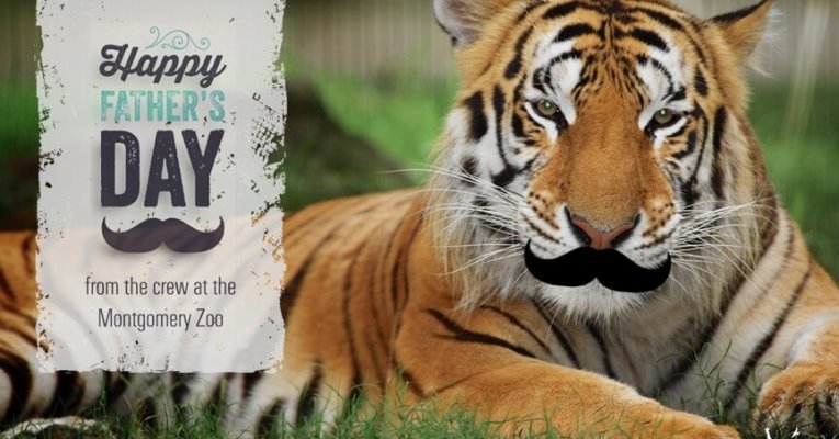 Father’s Day at Zoo